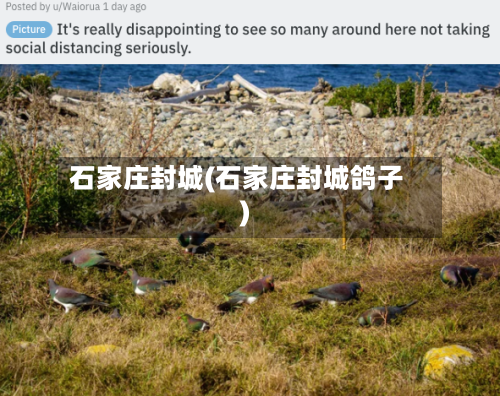 石家庄封城(石家庄封城鸽子)